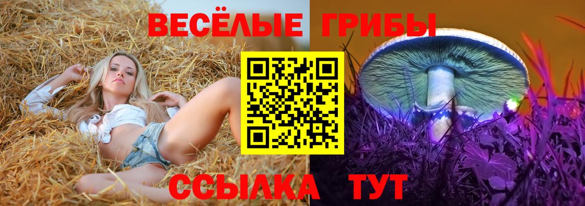Галлюциногенные грибы Psilocybine cubensis Сатка